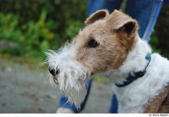 Foxteriér drsnosrstý