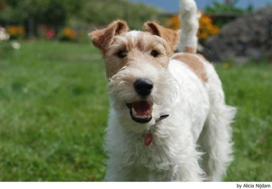 Foxteriér drsnosrstý