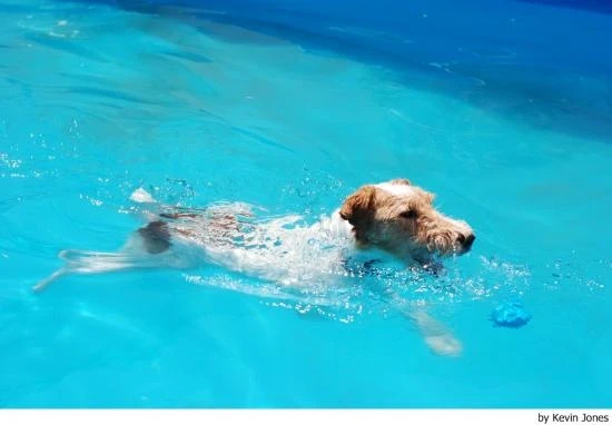 Foxteriér drsnosrstý