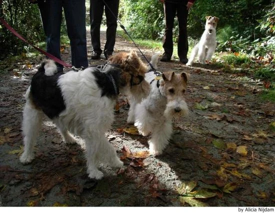 Foxteriér drsnosrstý