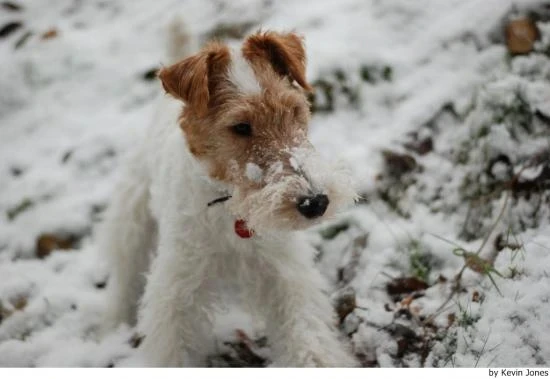 Foxteriér drsnosrstý