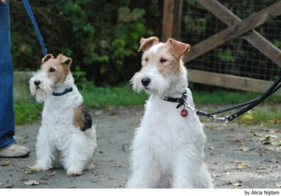 Foxteriér drsnosrstý