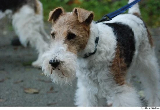 Foxteriér drsnosrstý