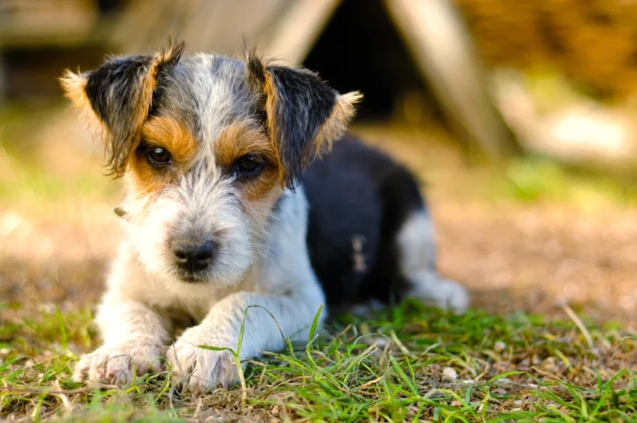 Foxteriér drsnosrstý