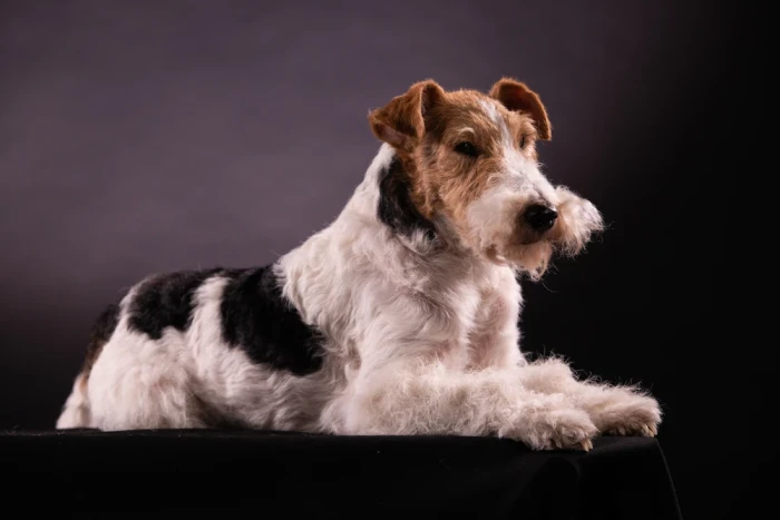 Foxteriér drsnosrstý