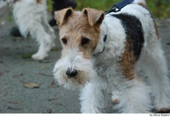 Foxteriér drsnosrstý