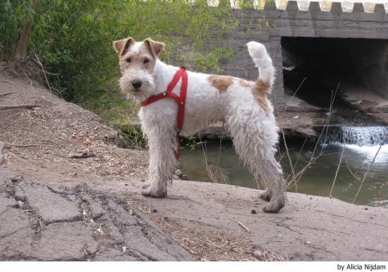 Foxteriér drsnosrstý