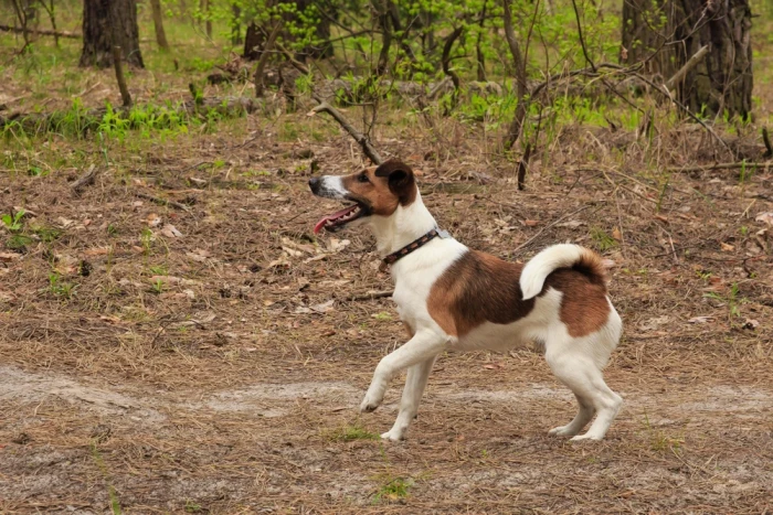 Foxteriér hladkosrstý