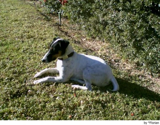 Foxteriér hladkosrstý