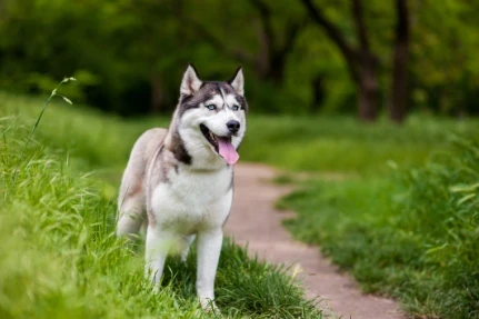 Sibiřský husky