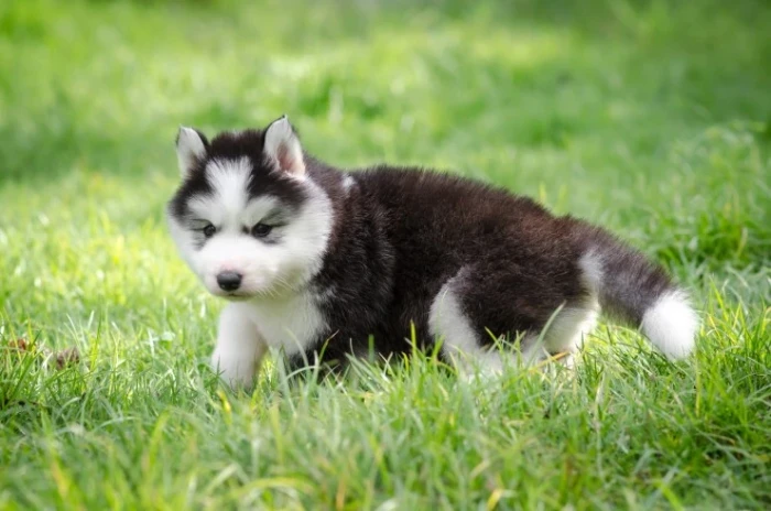 Sibiřský husky