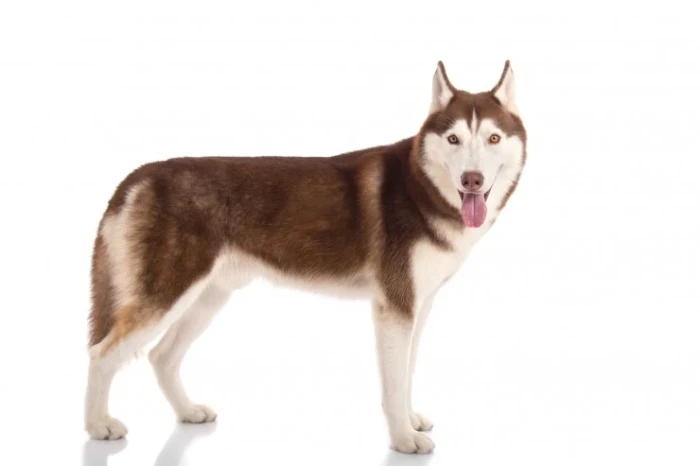 Sibiřský husky