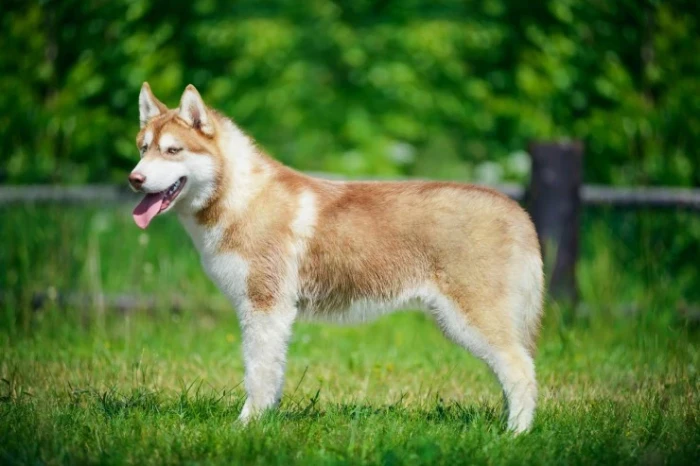 Sibiřský husky