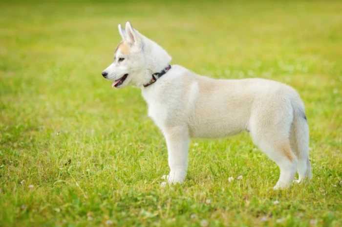 Sibiřský husky