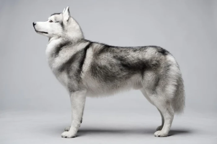 Sibiřský husky