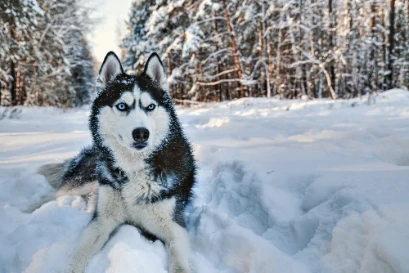 Sibiřský husky
