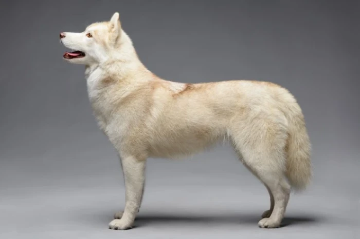 Sibiřský husky