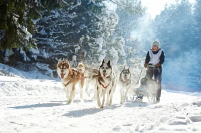 Sibiřský husky