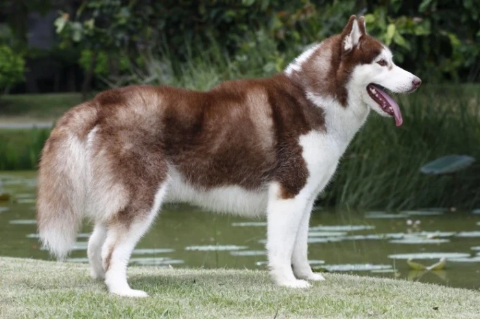Sibiřský husky