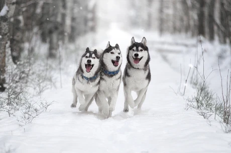 Sibiřský husky