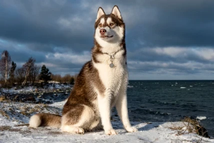 Sibiřský husky