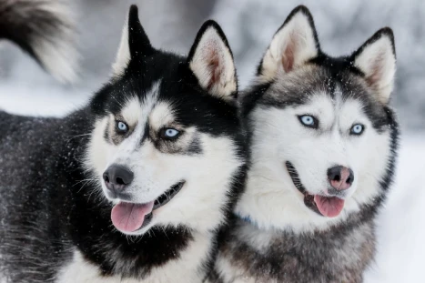 Sibiřský husky