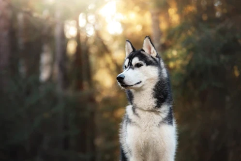 Sibiřský husky