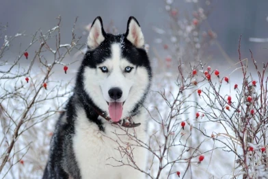 Sibiřský husky