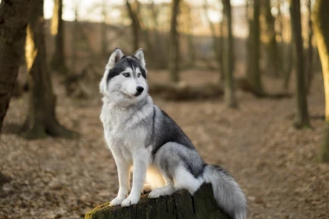 Sibiřský husky