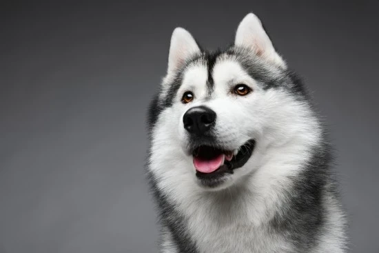 Sibiřský husky