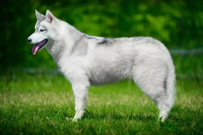 Sibiřský husky