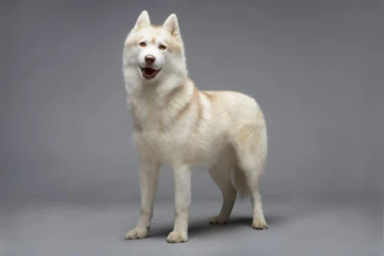 Sibiřský husky