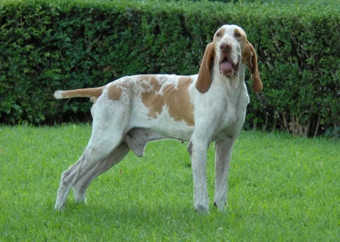 Italský ohař