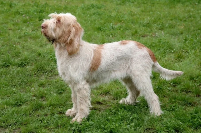 Italský spinone