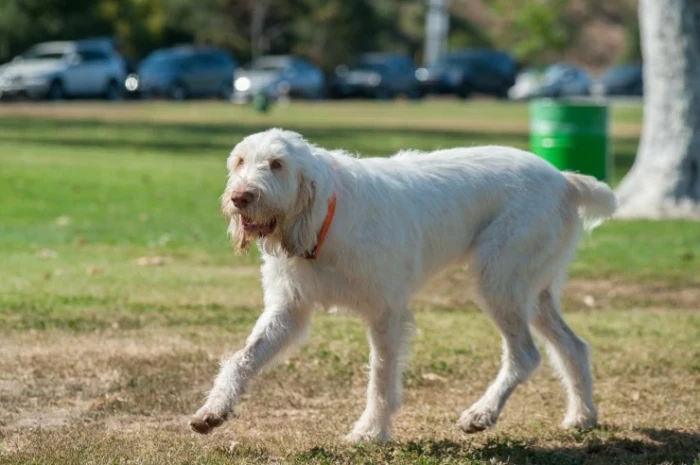 Italský spinone