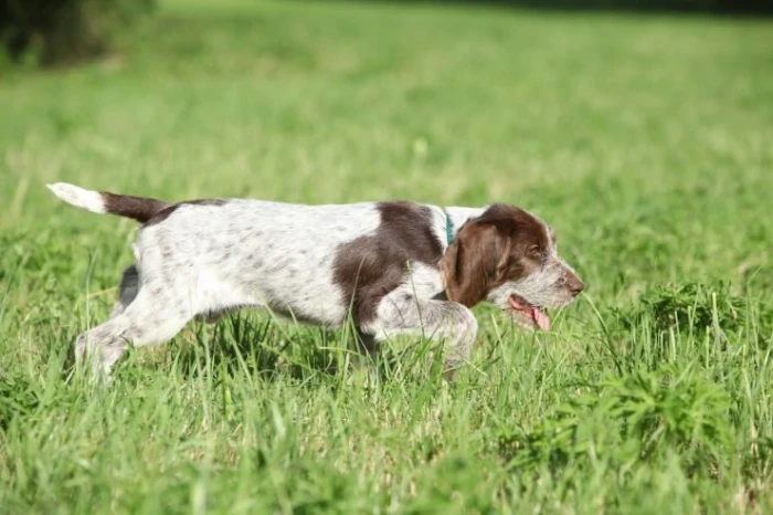 Italský spinone