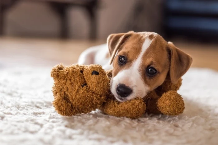 Jack Russell teriér