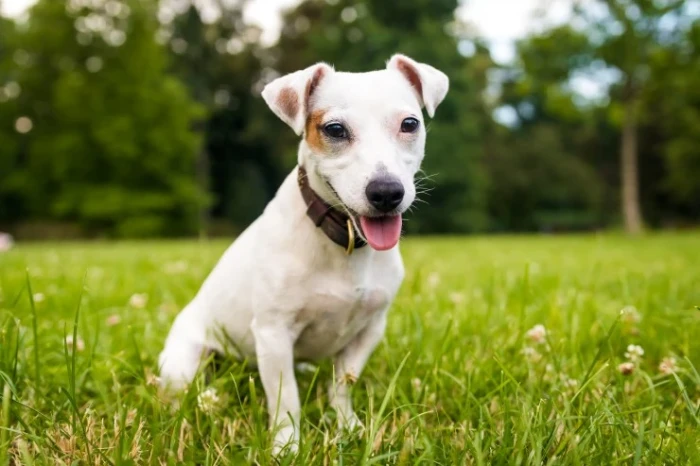 Jack Russell teriér