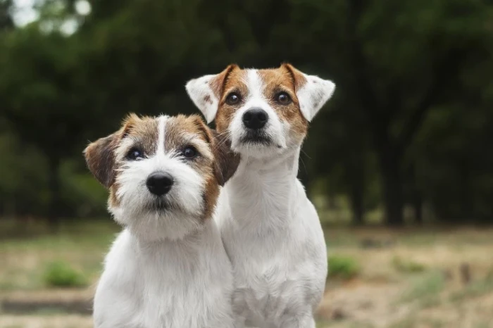 Jack Russell teriér