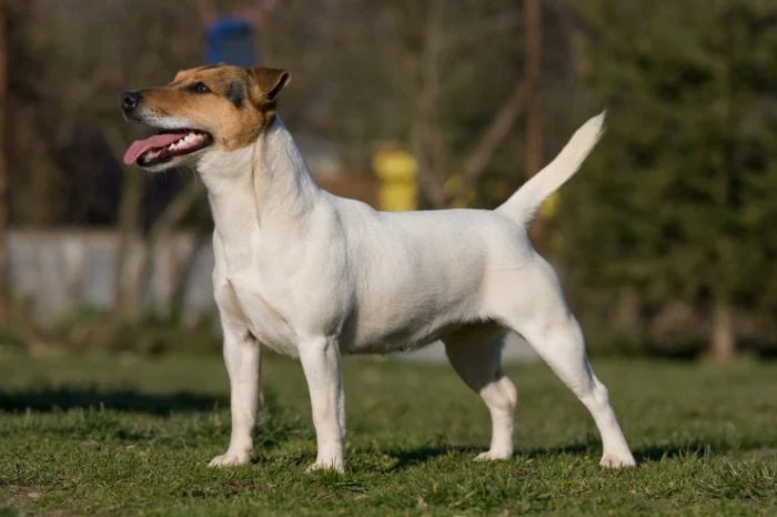 Jack Russell teriér