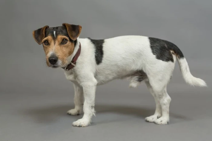 Jack Russell teriér