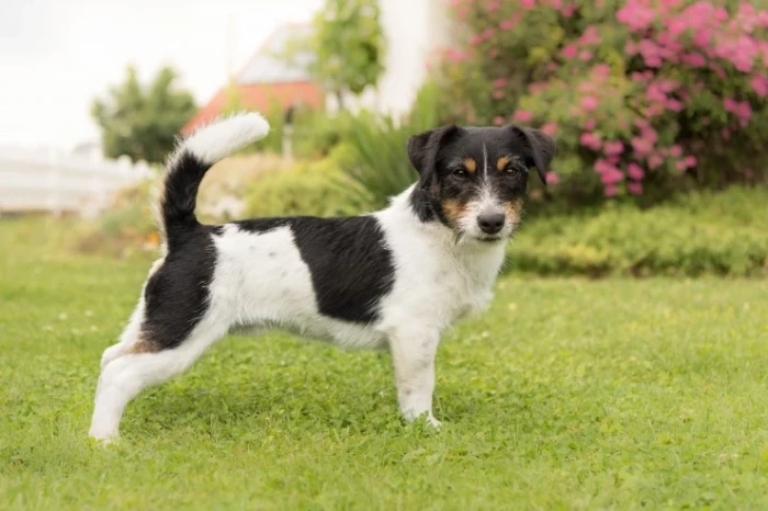 Jack Russell teriér