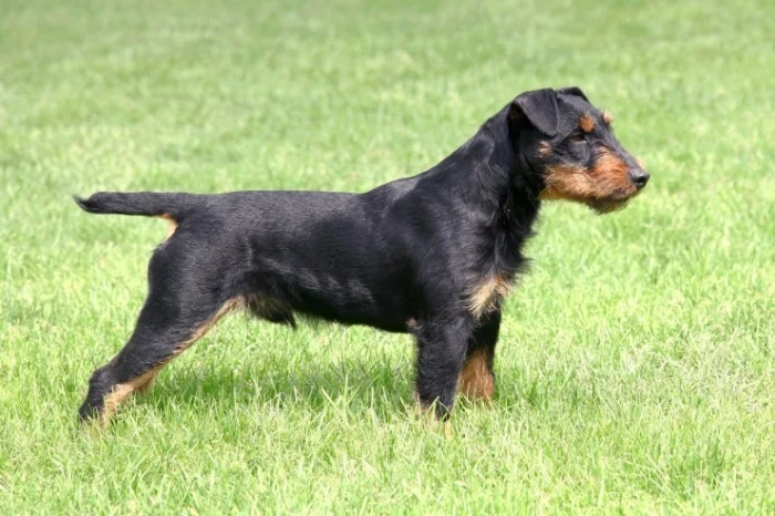 Jagdteriér