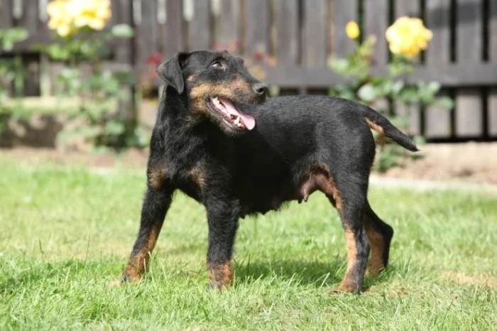 Jagdteriér