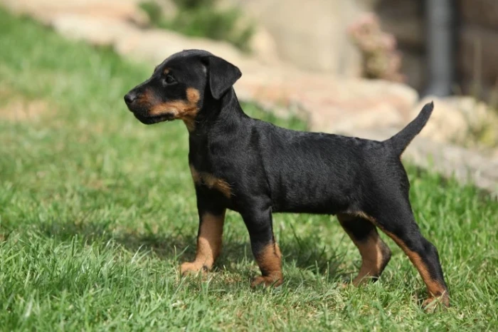 Jagdteriér