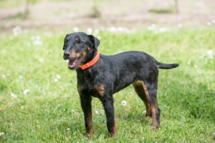Jagdteriér