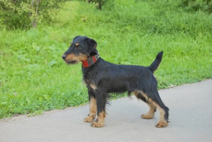 Jagdteriér