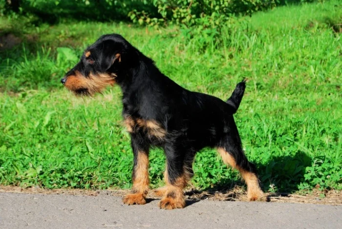 Jagdteriér