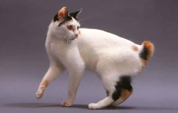 Japonský bobtail