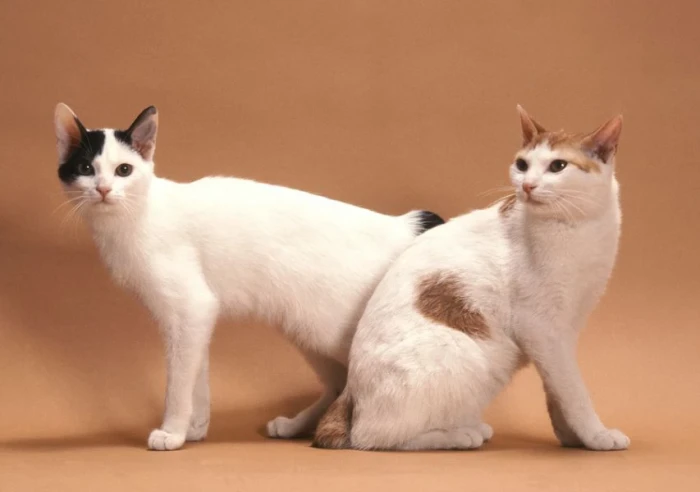 Japonský bobtail